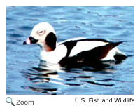 Long-tailed Duck