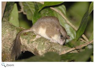 Malabar Spiny Dormouse