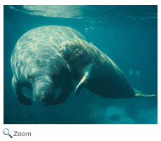 Manatee