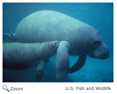 Manatee