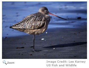 Marbled Godwit