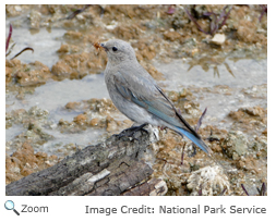 Mountain Bluebird