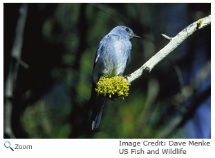 Mountain Bluebird