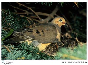 Mourning Dove