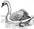 Mute Swan