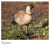 Nene goose