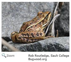 Northern Leopard Frog