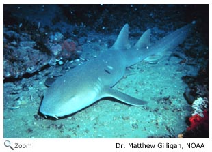 Nurse Shark