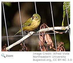 Painted Bunting