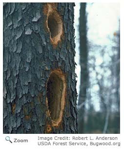 Pileated Woodpecker