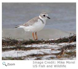 Piping Plover