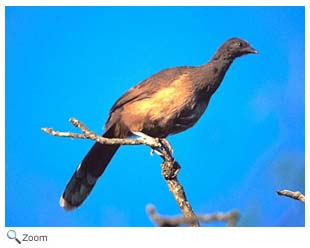 Plain Chachalaca