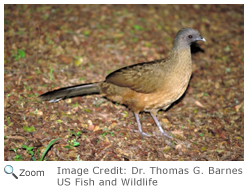 Plain Chachalaca