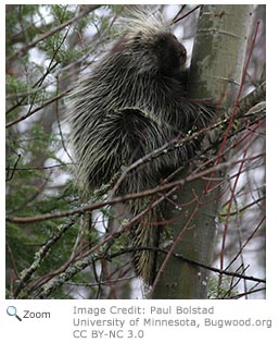 Porcupine