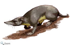 Puerto Rican Shrew