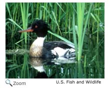 Red-breasted Merganser