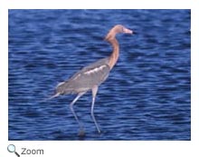 Reddish Egret