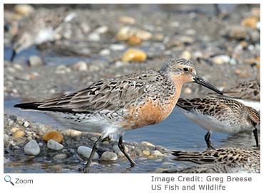 Red Knot