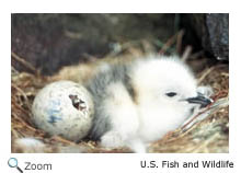 Red-legged Kittiwake