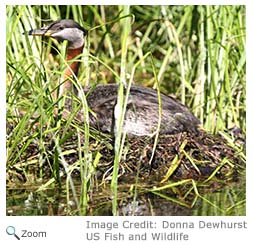 Red-necked Grebe