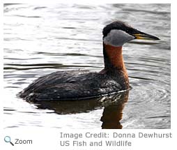 Red-necked Grebe