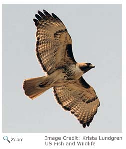 Red-tailed Hawk