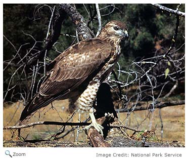 Red-tailed Hawk