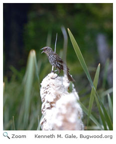 Red-winged Blackbird