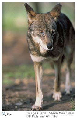 Red Wolf