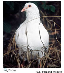 Rock Dove