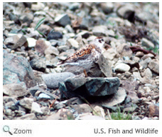 Rock Sandpiper