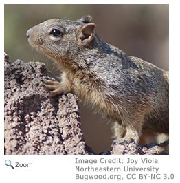 Rock Squirrel