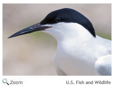 Roseate Tern