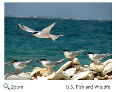 Roseate Tern