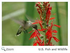 Ruby-throated Hummingbird