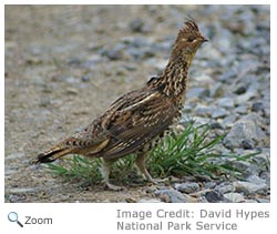 Ruffed Grouse