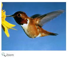 Rufous Hummingbird