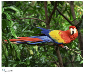 scarlet macaw