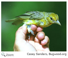 Scarlet Tanager