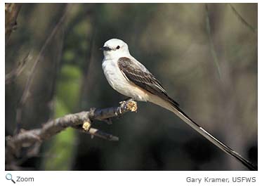 scissor-tailed flycatcher