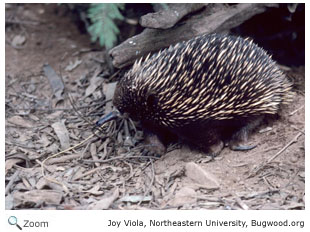 Short-nosed Echidna