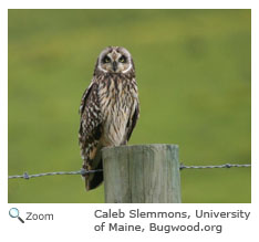 Short-eared Owl