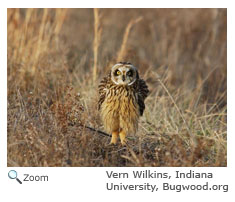 Short-eared Owl