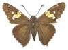 silver spotted skipper