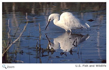 Snowy Egret