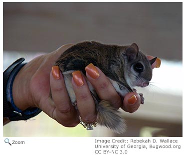 southern flying squirrel