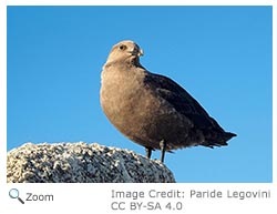 South Polar Skua