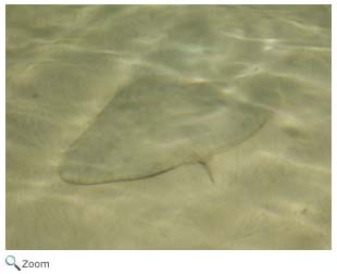 Spiny Butterfly Ray