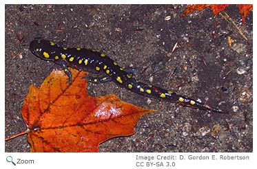 Spotted Salamander