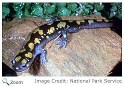 Spotted Salamander